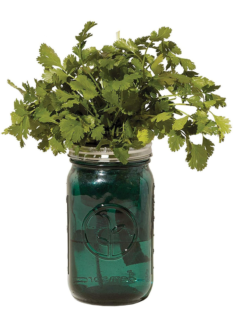 Garden Jar | Cilantro