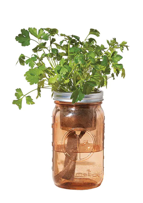 Garden Jar | Parsley