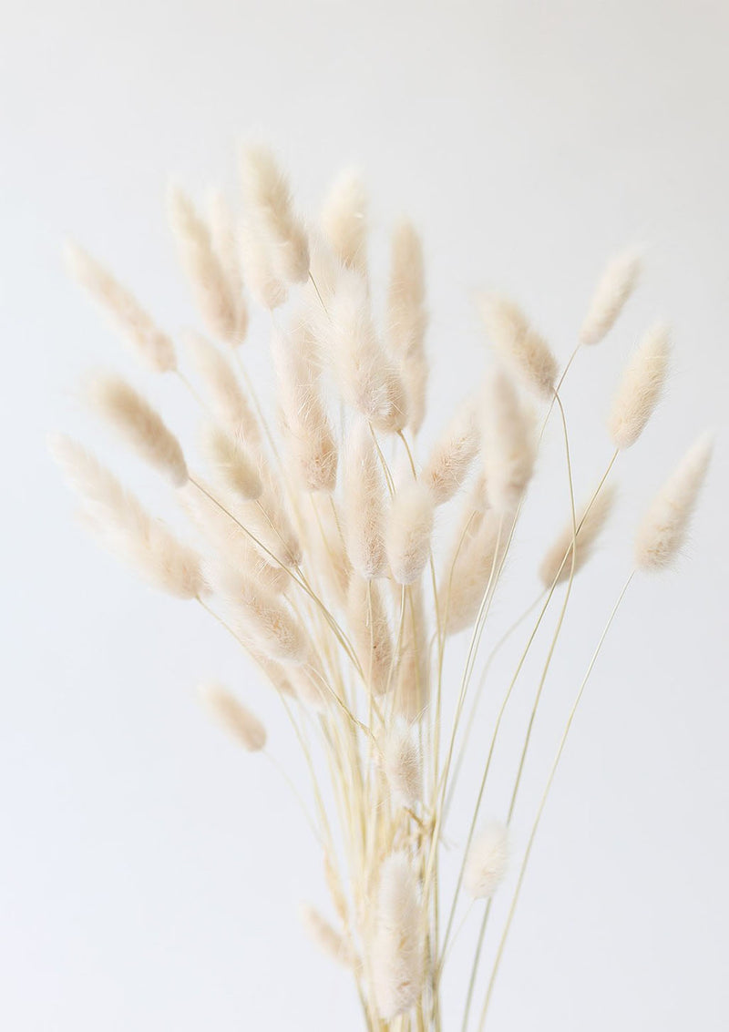 Natural Dried Bunny Tail Off White, 3 Stems DIANI