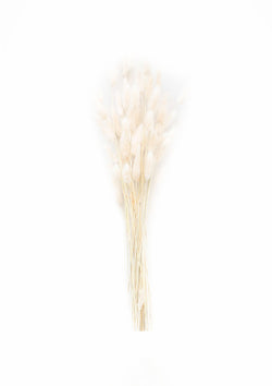 Natural Dried Bunny Tail | Off White, 3 Stems