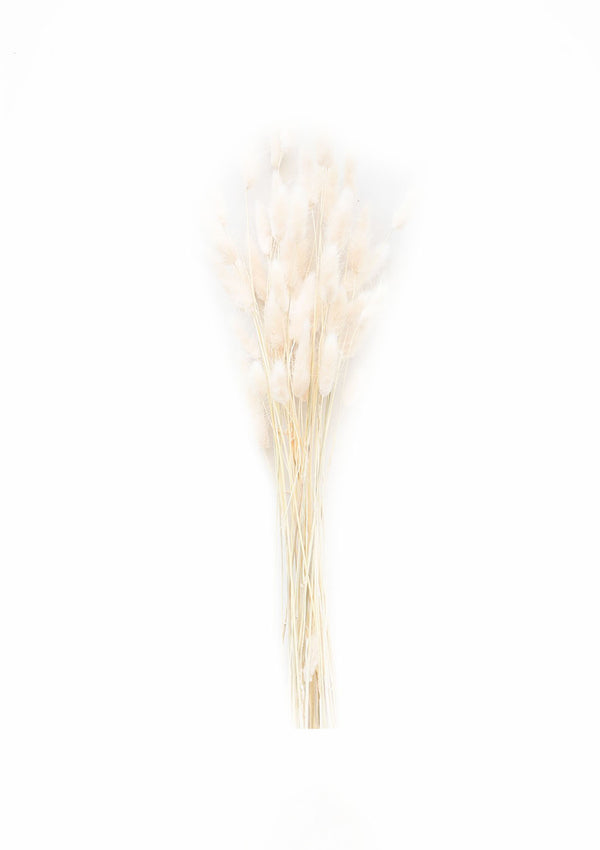 Natural Dried Bunny Tail | Off White, 3 Stems