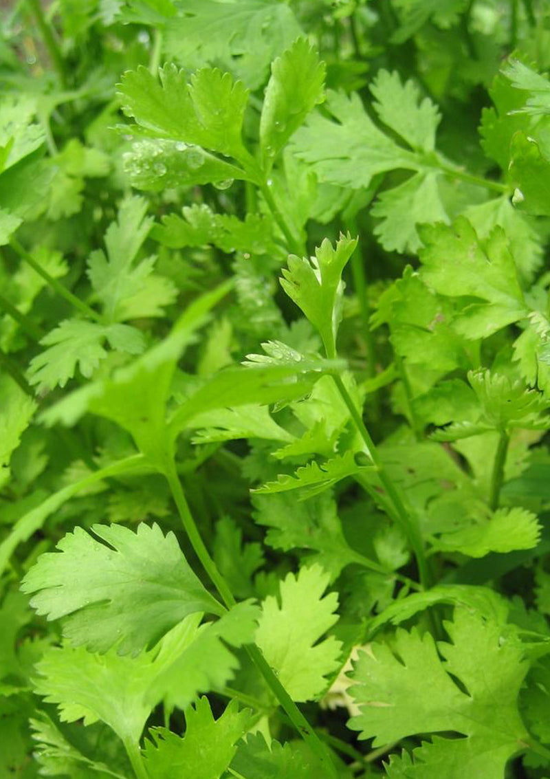 Cilantro Seed Pack