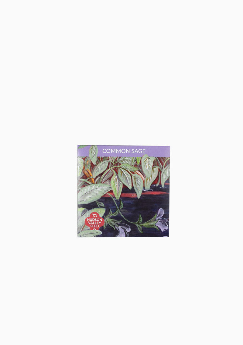 Common Sage Seed Pack