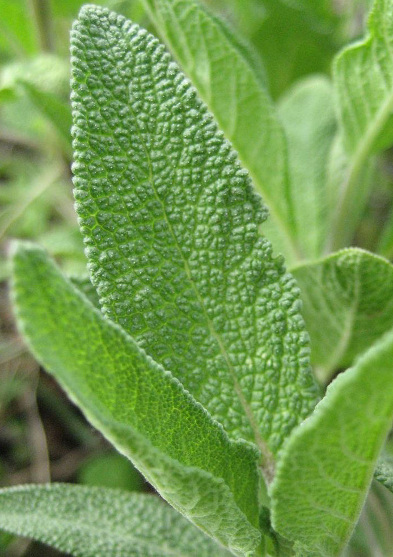 Common Sage Seed Pack