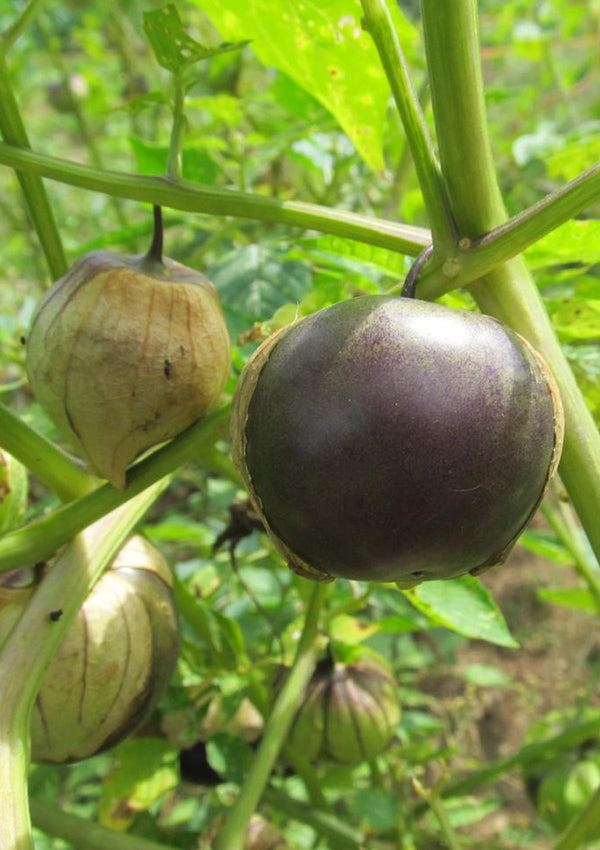 Purple Tomatillo Seed Pack
