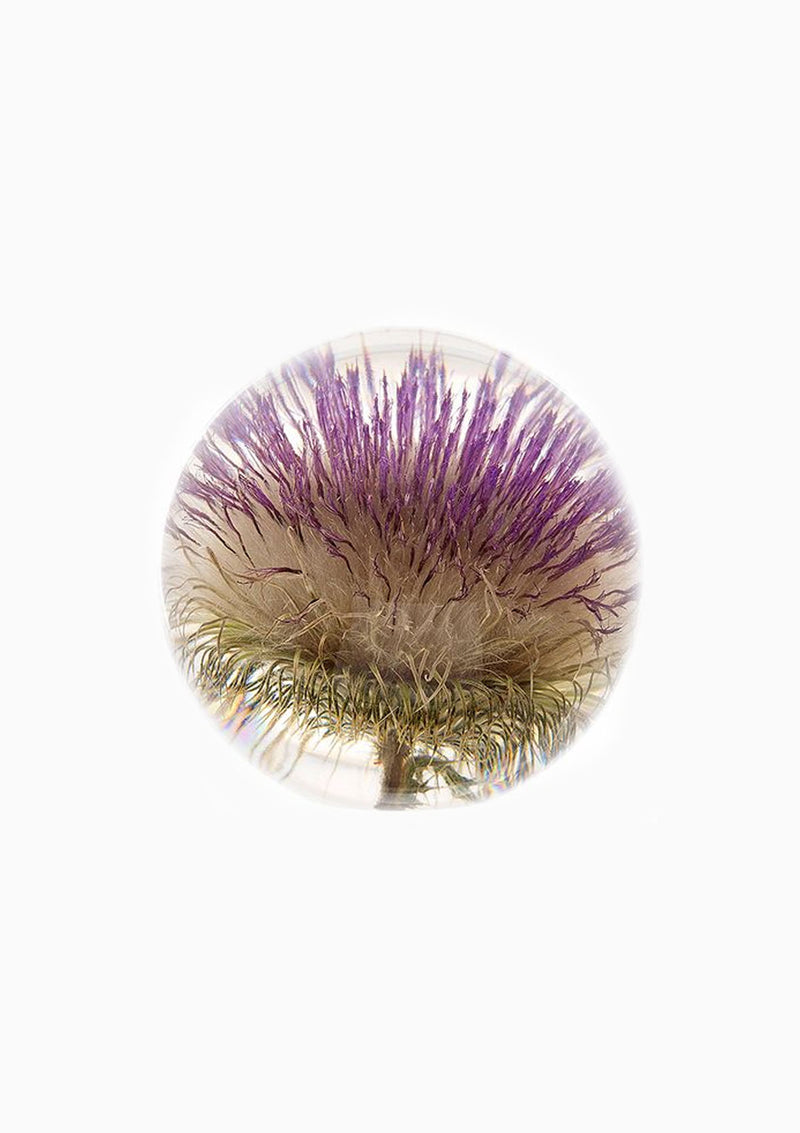 Open Thistle Large Paperweight