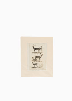 Original 1822 Deer Print