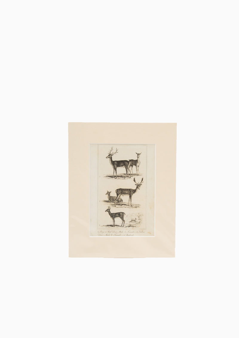 Original 1822 Deer Print