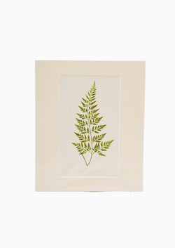 Original 1867 Nature Asplenium Fern Print