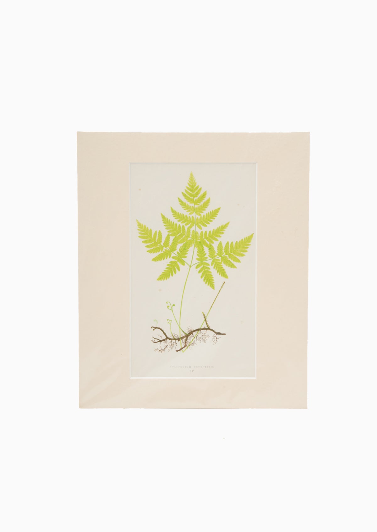 Original 1867 Nature Polypodium Fern Print