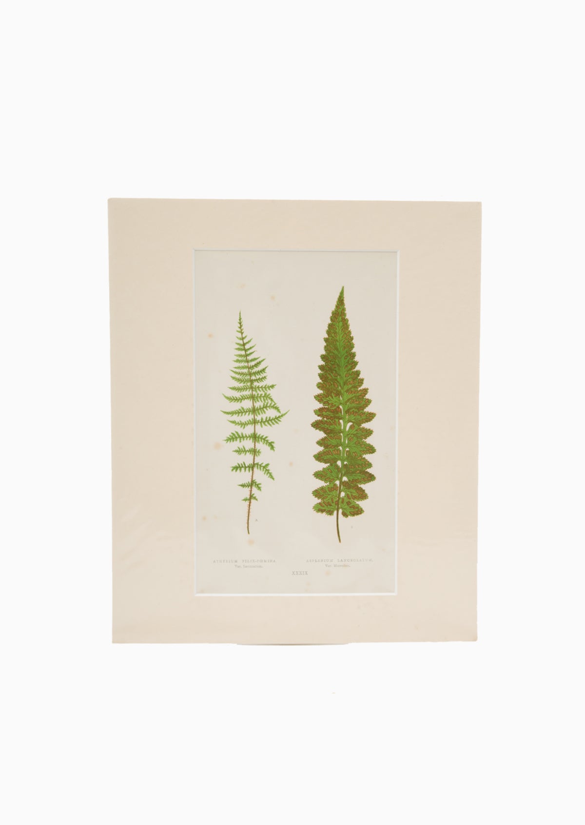 Original 1867 Nature Double Fern Print